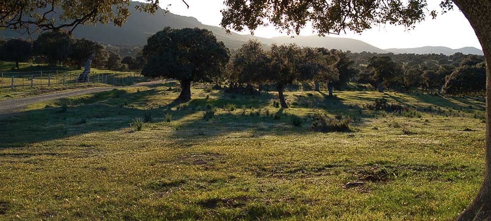 ADS Valle de Alcudia, ayudas, subvenciones, ayudas valle de alcudia, ayudas leader, GDR Valle de Alcudia y Sierra Madrona, valle de alcudia, sierra madrona, valle de alcudia y sierra madrona, subvenciones valle de alcudia, Abenójar, Almodóvar del Campo, Argamasilla de Calatrava, Brazatortas, Cabezarados, Cabezarrubias del Puerto, Fuencaliente, Hinojosas de Calatrava, Mestanza, El Hoyo, San Lorenzo de Calatrava, Solana Del Pino, Villamayor de Calatrava, Ayudas Abenójar, Ayudas Almodóvar del Campo, Ayudas Argamasilla de Calatrava, Ayudas Brazatortas, Ayudas Cabezarados, Ayudas Cabezarrubias del Puerto, Ayudas Fuencaliente, Ayudas Hinojosas de Calatrava, Ayudas Mestanza, Ayudas El Hoyo, Ayudas San Lorenzo de Calatrava, Ayudas Solana Del Pino, Ayudas Villamayor de Calatrava, Subvenciones Abenójar, Subvenciones Almodóvar del Campo, Subvenciones Argamasilla de Calatrava, Subvenciones Brazatortas, Subvenciones Cabezarados, Subvenciones Cabezarrubias del Puerto, Subvenciones Fuencaliente, Subvenciones Hinojosas de Calatrava, Subvenciones Mestanza, Subvenciones El Hoyo, Subvenciones San Lorenzo de Calatrava, Subvenciones Solana Del Pino, Subvenciones Villamayor de Calatrava, autonomos Abenójar, autonomos Almodóvar del Campo, autonomos Argamasilla de Calatrava, autonomos Brazatortas, autonomos Cabezarados, autonomos Cabezarrubias del Puerto, autonomos Fuencaliente, autonomos Hinojosas de Calatrava, autonomos Mestanza, autonomos El Hoyo, autonomos San Lorenzo de Calatrava, autonomos Solana Del Pino, autonomos Villamayor de Calatrava, empresas Abenójar, empresas Almodóvar del Campo, empresas Argamasilla de Calatrava, empresas Brazatortas, empresas Cabezarados, empresas Cabezarrubias del Puerto, empresas Fuencaliente, empresas Hinojosas de Calatrava, empresas Mestanza, empresas El Hoyo, empresas San Lorenzo de Calatrava, empresas Solana Del Pino, empresas Villamayor de Calatrava