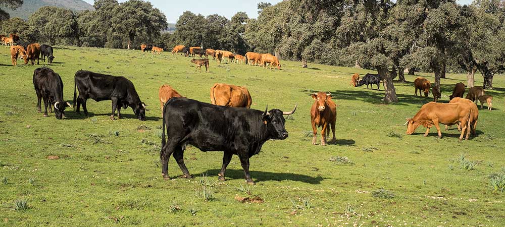 ADS Valle de Alcudia, ayudas, subvenciones, ayudas valle de alcudia, ayudas leader, GDR Valle de Alcudia y Sierra Madrona, valle de alcudia, sierra madrona, valle de alcudia y sierra madrona, subvenciones valle de alcudia, Abenójar, Almodóvar del Campo, Argamasilla de Calatrava, Brazatortas, Cabezarados, Cabezarrubias del Puerto, Fuencaliente, Hinojosas de Calatrava, Mestanza, El Hoyo, San Lorenzo de Calatrava, Solana Del Pino, Villamayor de Calatrava, Ayudas Abenójar, Ayudas Almodóvar del Campo, Ayudas Argamasilla de Calatrava, Ayudas Brazatortas, Ayudas Cabezarados, Ayudas Cabezarrubias del Puerto, Ayudas Fuencaliente, Ayudas Hinojosas de Calatrava, Ayudas Mestanza, Ayudas El Hoyo, Ayudas San Lorenzo de Calatrava, Ayudas Solana Del Pino, Ayudas Villamayor de Calatrava, Subvenciones Abenójar, Subvenciones Almodóvar del Campo, Subvenciones Argamasilla de Calatrava, Subvenciones Brazatortas, Subvenciones Cabezarados, Subvenciones Cabezarrubias del Puerto, Subvenciones Fuencaliente, Subvenciones Hinojosas de Calatrava, Subvenciones Mestanza, Subvenciones El Hoyo, Subvenciones San Lorenzo de Calatrava, Subvenciones Solana Del Pino, Subvenciones Villamayor de Calatrava, autonomos Abenójar, autonomos Almodóvar del Campo, autonomos Argamasilla de Calatrava, autonomos Brazatortas, autonomos Cabezarados, autonomos Cabezarrubias del Puerto, autonomos Fuencaliente, autonomos Hinojosas de Calatrava, autonomos Mestanza, autonomos El Hoyo, autonomos San Lorenzo de Calatrava, autonomos Solana Del Pino, autonomos Villamayor de Calatrava, empresas Abenójar, empresas Almodóvar del Campo, empresas Argamasilla de Calatrava, empresas Brazatortas, empresas Cabezarados, empresas Cabezarrubias del Puerto, empresas Fuencaliente, empresas Hinojosas de Calatrava, empresas Mestanza, empresas El Hoyo, empresas San Lorenzo de Calatrava, empresas Solana Del Pino, empresas Villamayor de Calatrava