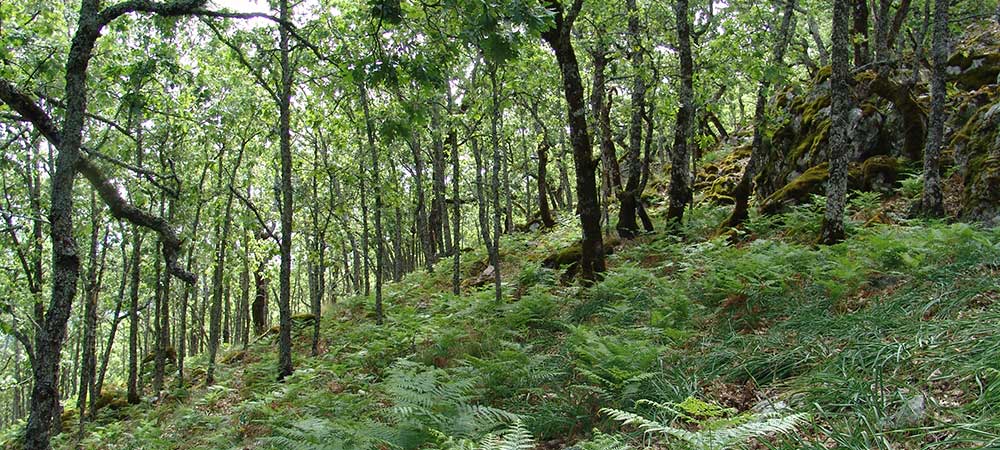 ADS Valle de Alcudia, ayudas, subvenciones, ayudas valle de alcudia, ayudas leader, GDR Valle de Alcudia y Sierra Madrona, valle de alcudia, sierra madrona, valle de alcudia y sierra madrona, subvenciones valle de alcudia, Abenójar, Almodóvar del Campo, Argamasilla de Calatrava, Brazatortas, Cabezarados, Cabezarrubias del Puerto, Fuencaliente, Hinojosas de Calatrava, Mestanza, El Hoyo, San Lorenzo de Calatrava, Solana Del Pino, Villamayor de Calatrava, Ayudas Abenójar, Ayudas Almodóvar del Campo, Ayudas Argamasilla de Calatrava, Ayudas Brazatortas, Ayudas Cabezarados, Ayudas Cabezarrubias del Puerto, Ayudas Fuencaliente, Ayudas Hinojosas de Calatrava, Ayudas Mestanza, Ayudas El Hoyo, Ayudas San Lorenzo de Calatrava, Ayudas Solana Del Pino, Ayudas Villamayor de Calatrava, Subvenciones Abenójar, Subvenciones Almodóvar del Campo, Subvenciones Argamasilla de Calatrava, Subvenciones Brazatortas, Subvenciones Cabezarados, Subvenciones Cabezarrubias del Puerto, Subvenciones Fuencaliente, Subvenciones Hinojosas de Calatrava, Subvenciones Mestanza, Subvenciones El Hoyo, Subvenciones San Lorenzo de Calatrava, Subvenciones Solana Del Pino, Subvenciones Villamayor de Calatrava, autonomos Abenójar, autonomos Almodóvar del Campo, autonomos Argamasilla de Calatrava, autonomos Brazatortas, autonomos Cabezarados, autonomos Cabezarrubias del Puerto, autonomos Fuencaliente, autonomos Hinojosas de Calatrava, autonomos Mestanza, autonomos El Hoyo, autonomos San Lorenzo de Calatrava, autonomos Solana Del Pino, autonomos Villamayor de Calatrava, empresas Abenójar, empresas Almodóvar del Campo, empresas Argamasilla de Calatrava, empresas Brazatortas, empresas Cabezarados, empresas Cabezarrubias del Puerto, empresas Fuencaliente, empresas Hinojosas de Calatrava, empresas Mestanza, empresas El Hoyo, empresas San Lorenzo de Calatrava, empresas Solana Del Pino, empresas Villamayor de Calatrava