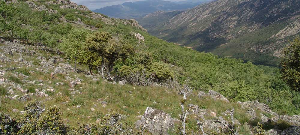 ADS Valle de Alcudia, ayudas, subvenciones, ayudas valle de alcudia, ayudas leader, GDR Valle de Alcudia y Sierra Madrona, valle de alcudia, sierra madrona, valle de alcudia y sierra madrona, subvenciones valle de alcudia, Abenójar, Almodóvar del Campo, Argamasilla de Calatrava, Brazatortas, Cabezarados, Cabezarrubias del Puerto, Fuencaliente, Hinojosas de Calatrava, Mestanza, El Hoyo, San Lorenzo de Calatrava, Solana Del Pino, Villamayor de Calatrava, Ayudas Abenójar, Ayudas Almodóvar del Campo, Ayudas Argamasilla de Calatrava, Ayudas Brazatortas, Ayudas Cabezarados, Ayudas Cabezarrubias del Puerto, Ayudas Fuencaliente, Ayudas Hinojosas de Calatrava, Ayudas Mestanza, Ayudas El Hoyo, Ayudas San Lorenzo de Calatrava, Ayudas Solana Del Pino, Ayudas Villamayor de Calatrava, Subvenciones Abenójar, Subvenciones Almodóvar del Campo, Subvenciones Argamasilla de Calatrava, Subvenciones Brazatortas, Subvenciones Cabezarados, Subvenciones Cabezarrubias del Puerto, Subvenciones Fuencaliente, Subvenciones Hinojosas de Calatrava, Subvenciones Mestanza, Subvenciones El Hoyo, Subvenciones San Lorenzo de Calatrava, Subvenciones Solana Del Pino, Subvenciones Villamayor de Calatrava, autonomos Abenójar, autonomos Almodóvar del Campo, autonomos Argamasilla de Calatrava, autonomos Brazatortas, autonomos Cabezarados, autonomos Cabezarrubias del Puerto, autonomos Fuencaliente, autonomos Hinojosas de Calatrava, autonomos Mestanza, autonomos El Hoyo, autonomos San Lorenzo de Calatrava, autonomos Solana Del Pino, autonomos Villamayor de Calatrava, empresas Abenójar, empresas Almodóvar del Campo, empresas Argamasilla de Calatrava, empresas Brazatortas, empresas Cabezarados, empresas Cabezarrubias del Puerto, empresas Fuencaliente, empresas Hinojosas de Calatrava, empresas Mestanza, empresas El Hoyo, empresas San Lorenzo de Calatrava, empresas Solana Del Pino, empresas Villamayor de Calatrava