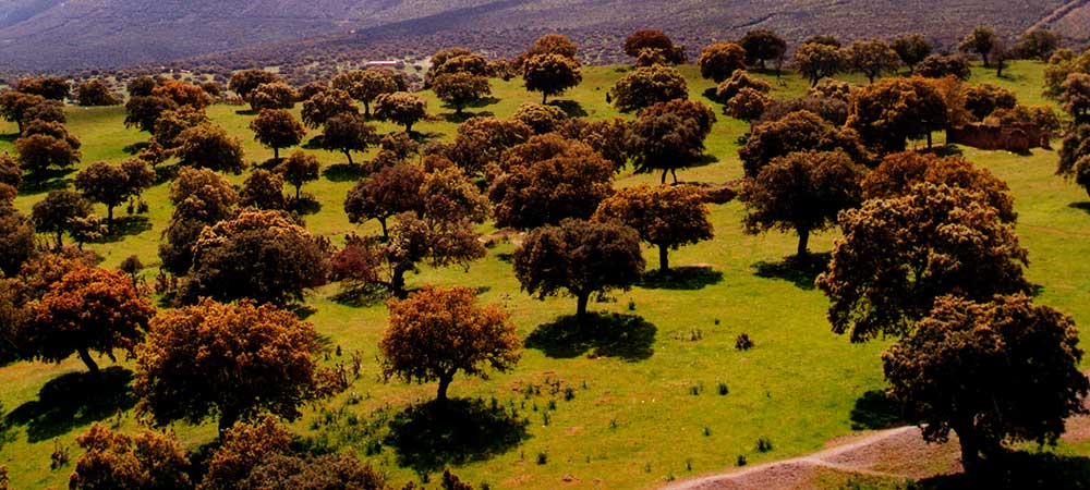 ADS Valle de Alcudia, ayudas, subvenciones, ayudas valle de alcudia, ayudas leader, GDR Valle de Alcudia y Sierra Madrona, valle de alcudia, sierra madrona, valle de alcudia y sierra madrona, subvenciones valle de alcudia, Abenójar, Almodóvar del Campo, Argamasilla de Calatrava, Brazatortas, Cabezarados, Cabezarrubias del Puerto, Fuencaliente, Hinojosas de Calatrava, Mestanza, El Hoyo, San Lorenzo de Calatrava, Solana Del Pino, Villamayor de Calatrava, Ayudas Abenójar, Ayudas Almodóvar del Campo, Ayudas Argamasilla de Calatrava, Ayudas Brazatortas, Ayudas Cabezarados, Ayudas Cabezarrubias del Puerto, Ayudas Fuencaliente, Ayudas Hinojosas de Calatrava, Ayudas Mestanza, Ayudas El Hoyo, Ayudas San Lorenzo de Calatrava, Ayudas Solana Del Pino, Ayudas Villamayor de Calatrava, Subvenciones Abenójar, Subvenciones Almodóvar del Campo, Subvenciones Argamasilla de Calatrava, Subvenciones Brazatortas, Subvenciones Cabezarados, Subvenciones Cabezarrubias del Puerto, Subvenciones Fuencaliente, Subvenciones Hinojosas de Calatrava, Subvenciones Mestanza, Subvenciones El Hoyo, Subvenciones San Lorenzo de Calatrava, Subvenciones Solana Del Pino, Subvenciones Villamayor de Calatrava, autonomos Abenójar, autonomos Almodóvar del Campo, autonomos Argamasilla de Calatrava, autonomos Brazatortas, autonomos Cabezarados, autonomos Cabezarrubias del Puerto, autonomos Fuencaliente, autonomos Hinojosas de Calatrava, autonomos Mestanza, autonomos El Hoyo, autonomos San Lorenzo de Calatrava, autonomos Solana Del Pino, autonomos Villamayor de Calatrava, empresas Abenójar, empresas Almodóvar del Campo, empresas Argamasilla de Calatrava, empresas Brazatortas, empresas Cabezarados, empresas Cabezarrubias del Puerto, empresas Fuencaliente, empresas Hinojosas de Calatrava, empresas Mestanza, empresas El Hoyo, empresas San Lorenzo de Calatrava, empresas Solana Del Pino, empresas Villamayor de Calatrava